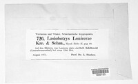 Lasiobotrys lonicerae image